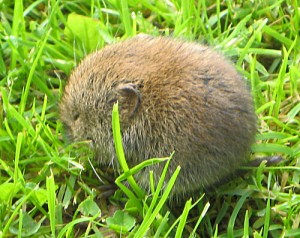 A baby bank vole, we decided