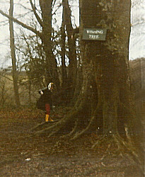 The Wishing Tree in the early 1980s